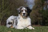 BERGER AUSTRALIEN PUPPIES 393